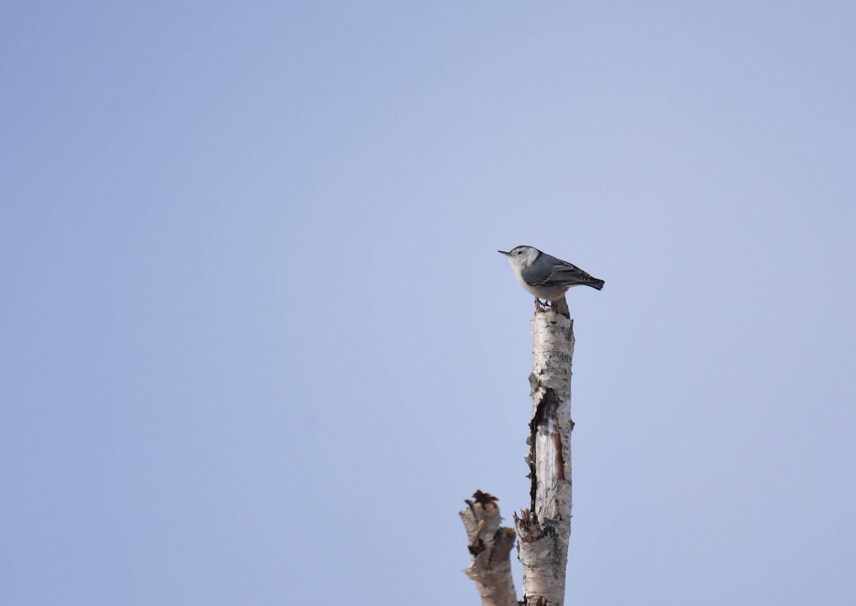 White-breasted Nuthatch - ML537373611