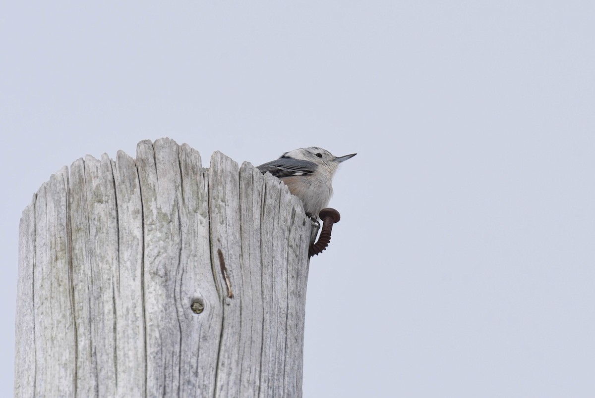 Sittelle à poitrine blanche - ML537373621