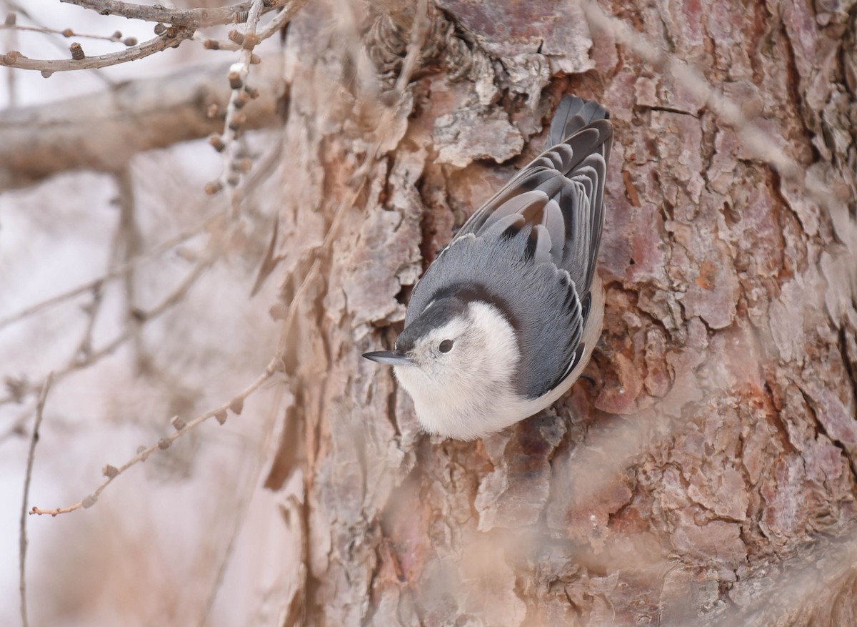 White-breasted Nuthatch - ML537373631
