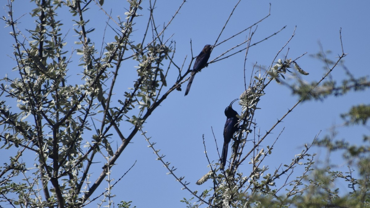 Common Scimitarbill - Jacob Henry