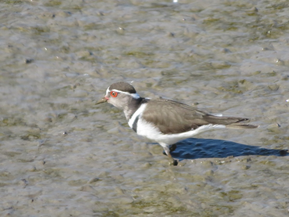 Three-banded Plover (African) - Shalev Tal