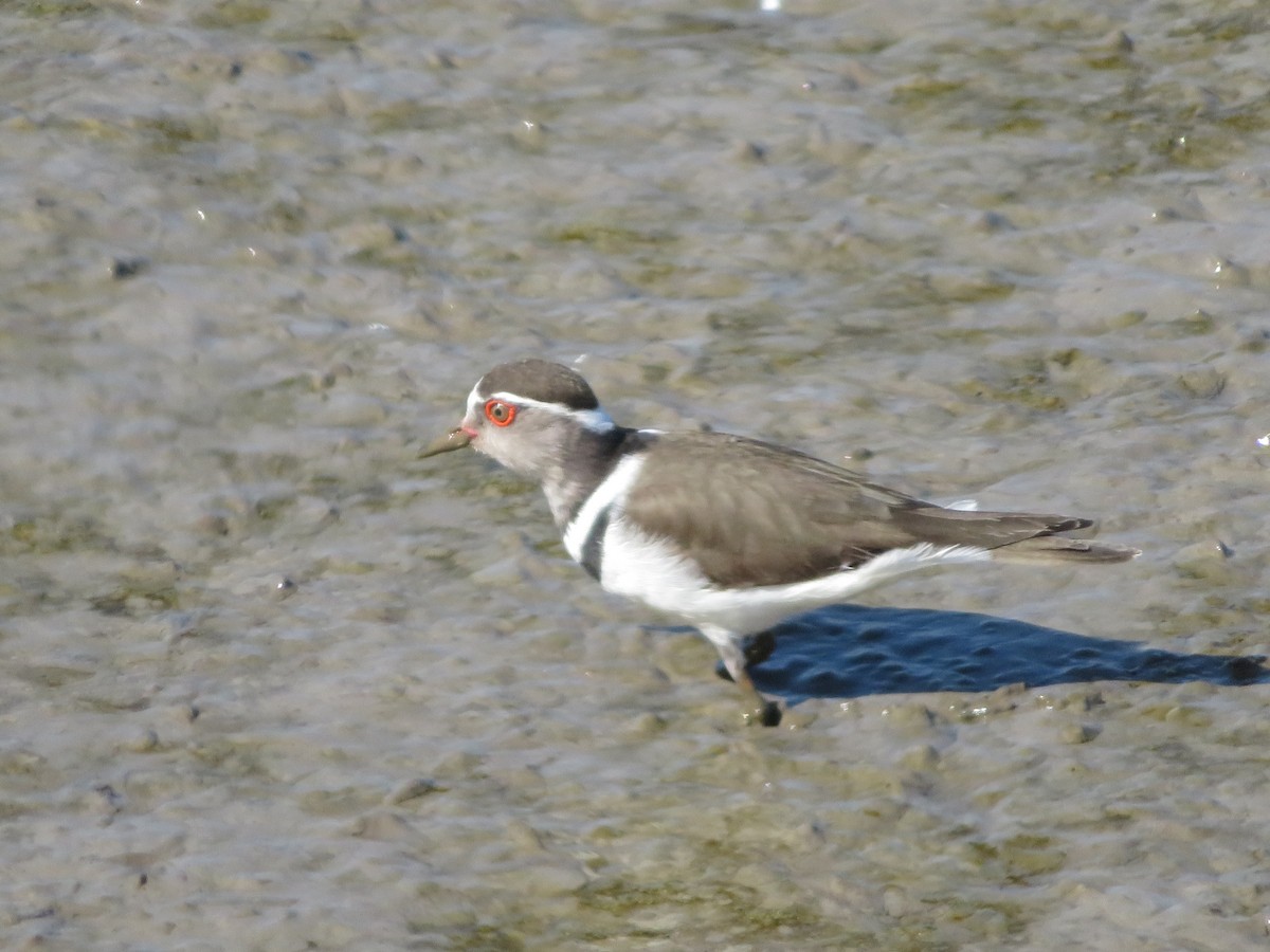 Dreiband-Regenpfeifer (tricollaris) - ML537374221