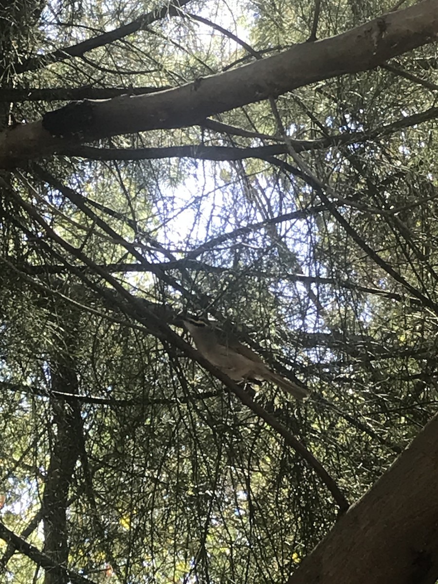 Yellow-faced Honeyeater - ML537374351