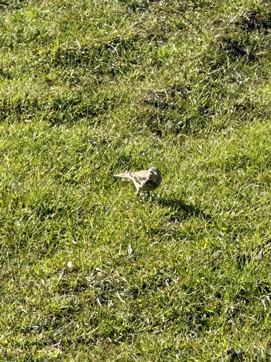 American Pipit - ML537378131