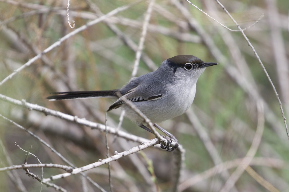 Black-tailed Gnatcatcher - Mike Sanders