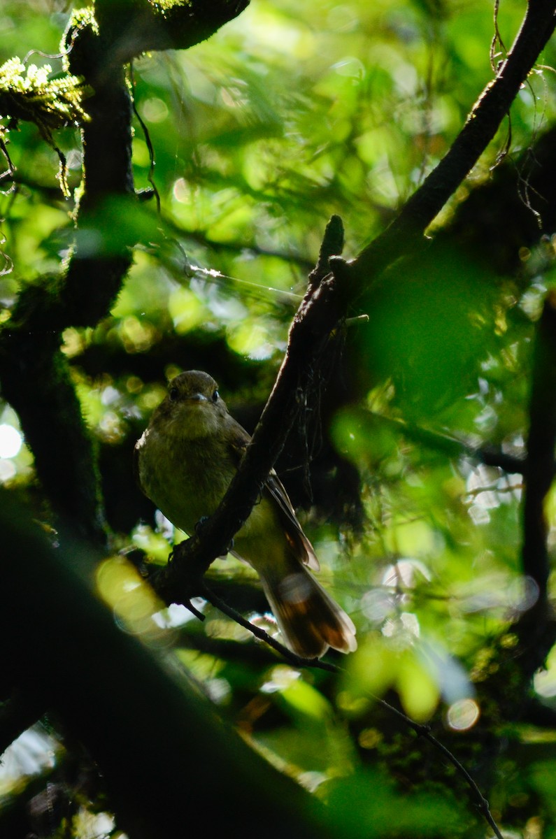 Euler's Flycatcher (Euler's) - ML537380131