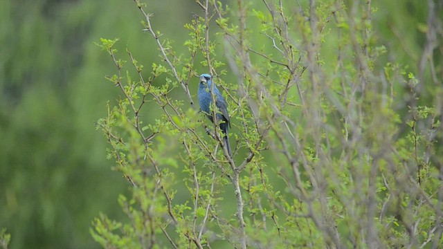 Glaucous-blue Grosbeak - ML537380361