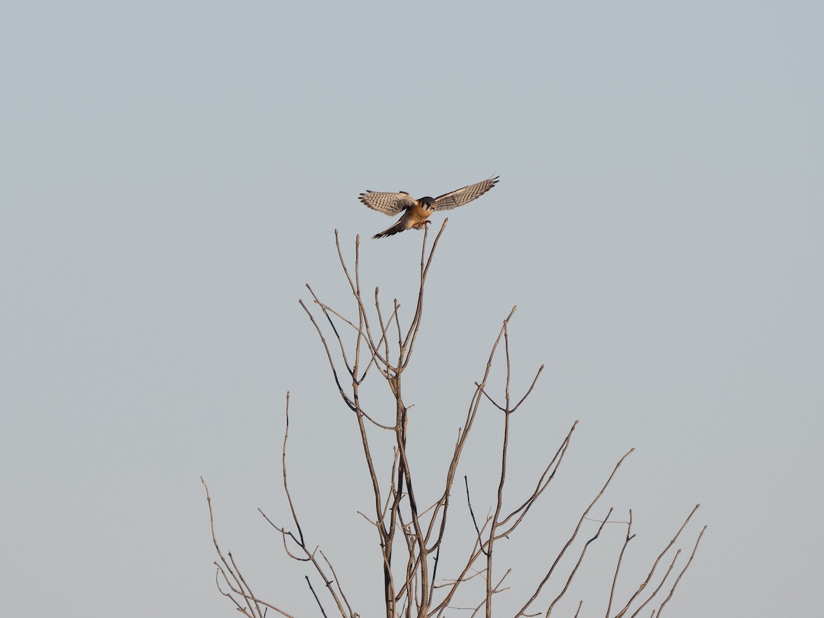 American Kestrel - Chris Petherick