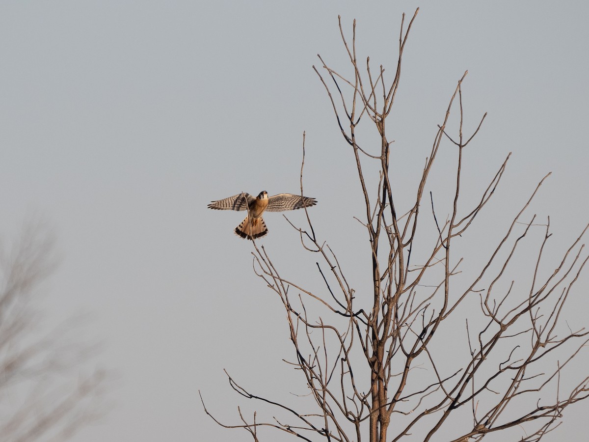 American Kestrel - Chris Petherick