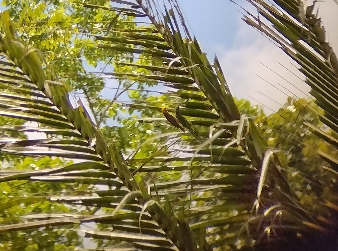 Baya Weaver - Lars Mannzen