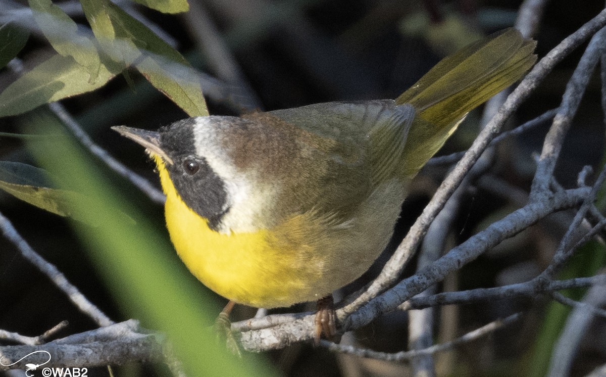 Common Yellowthroat - William Blodgett Jr.