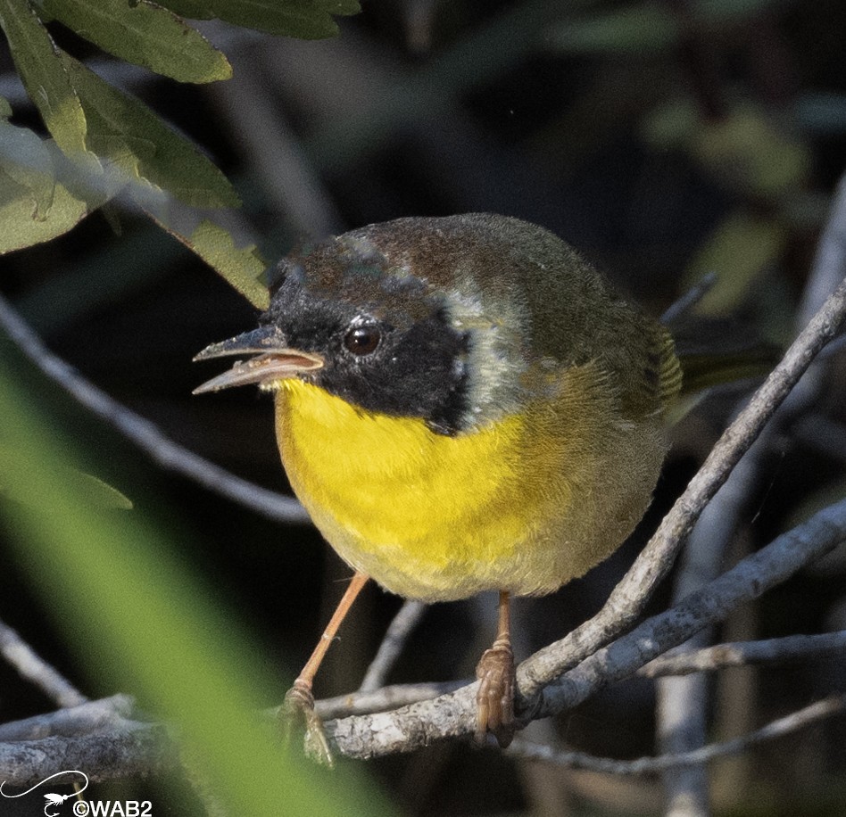 Common Yellowthroat - William Blodgett Jr.