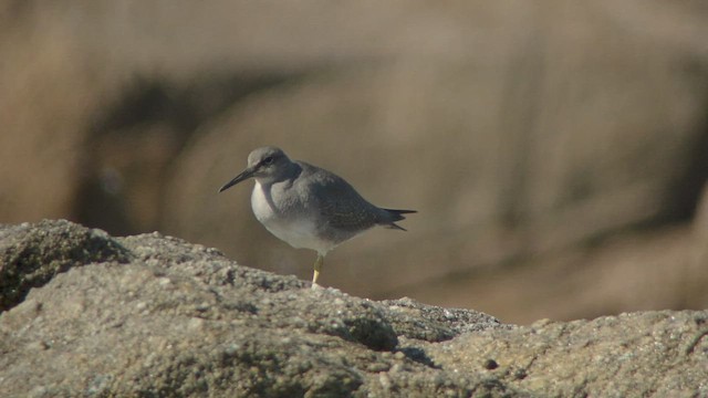 Wandering Tattler - ML537383091