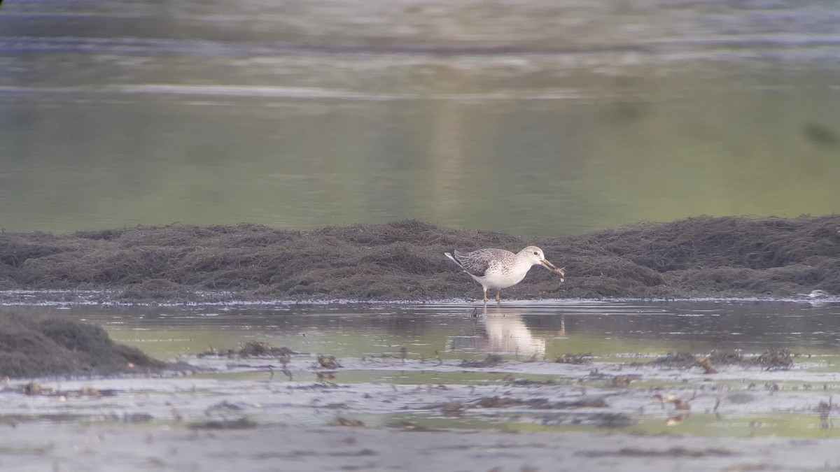 Nordmann's Greenshank - Irene  Dy