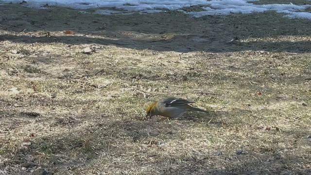 Pine Grosbeak - ML537384771