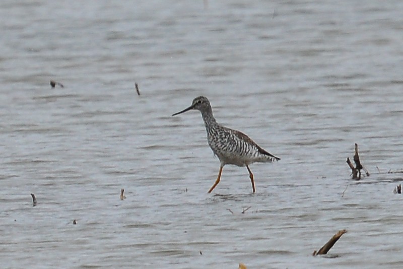 Greater Yellowlegs - ML53738501