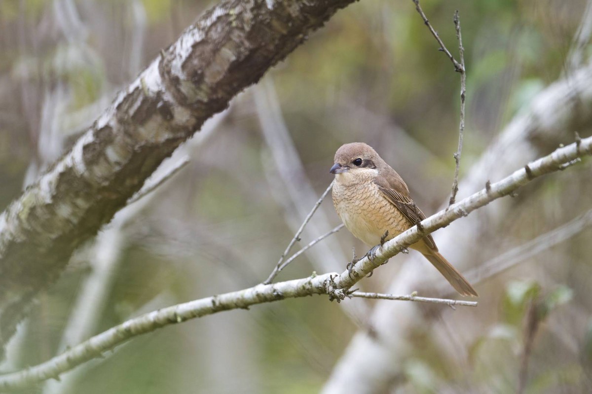 Brown Shrike - ML537385061