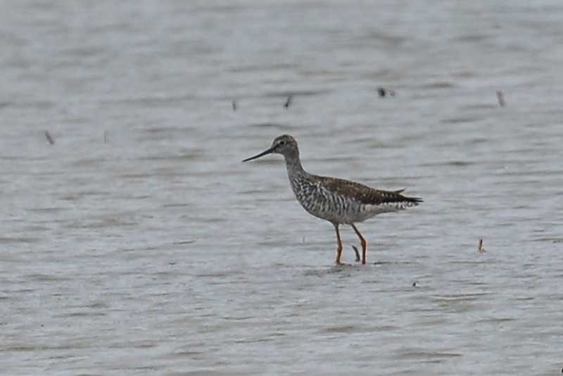 Greater Yellowlegs - ML53738511