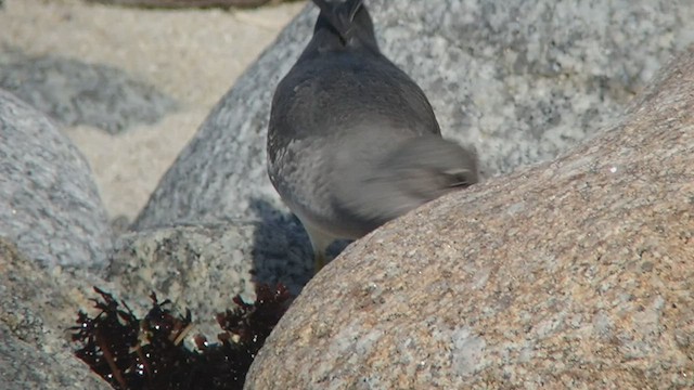 alaskavandresnipe - ML537385191