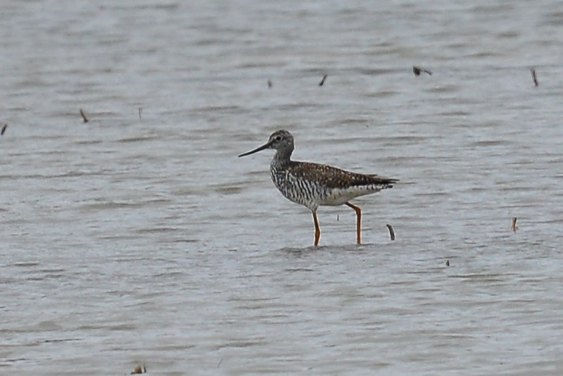 Greater Yellowlegs - ML53738521