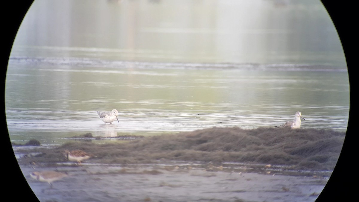 Nordmann's Greenshank - Irene  Dy