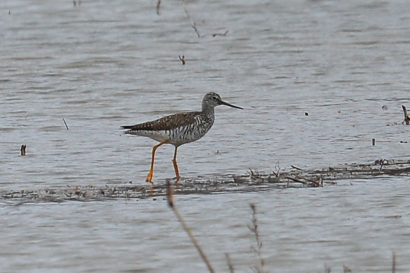 Greater Yellowlegs - ML53738551