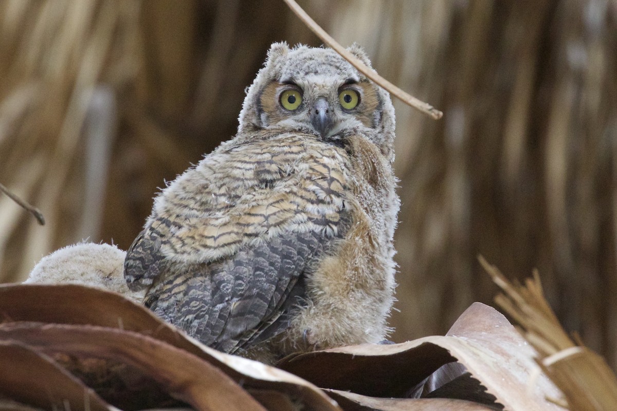 Great Horned Owl - Mike Sanders