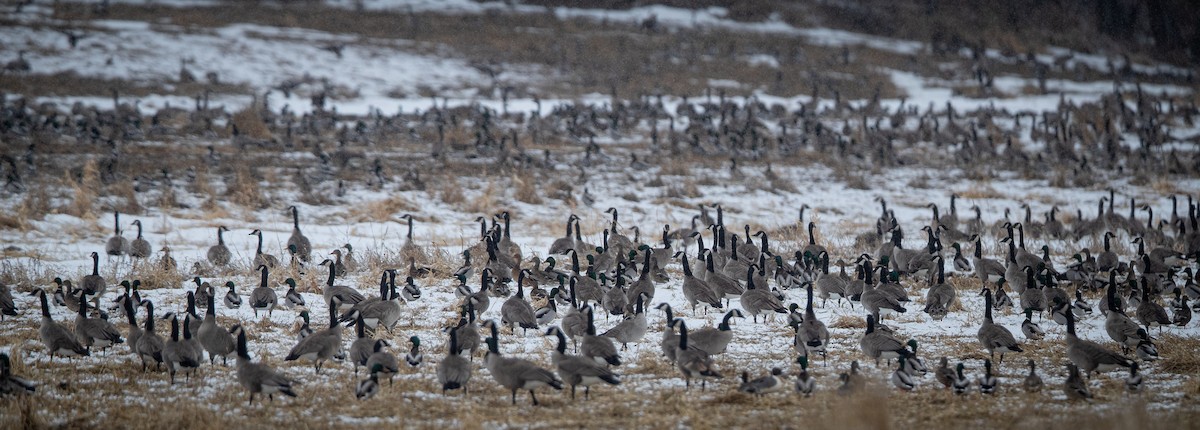 Canada Goose - bj worth