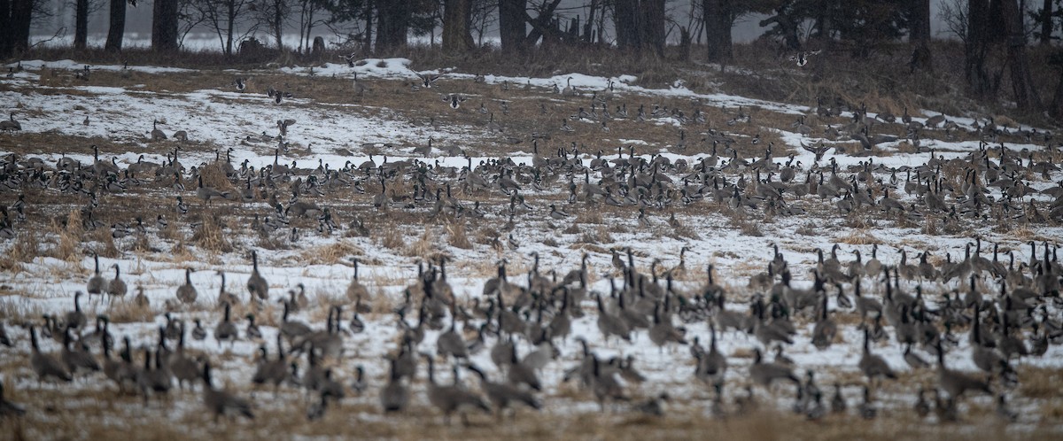 Canada Goose - bj worth