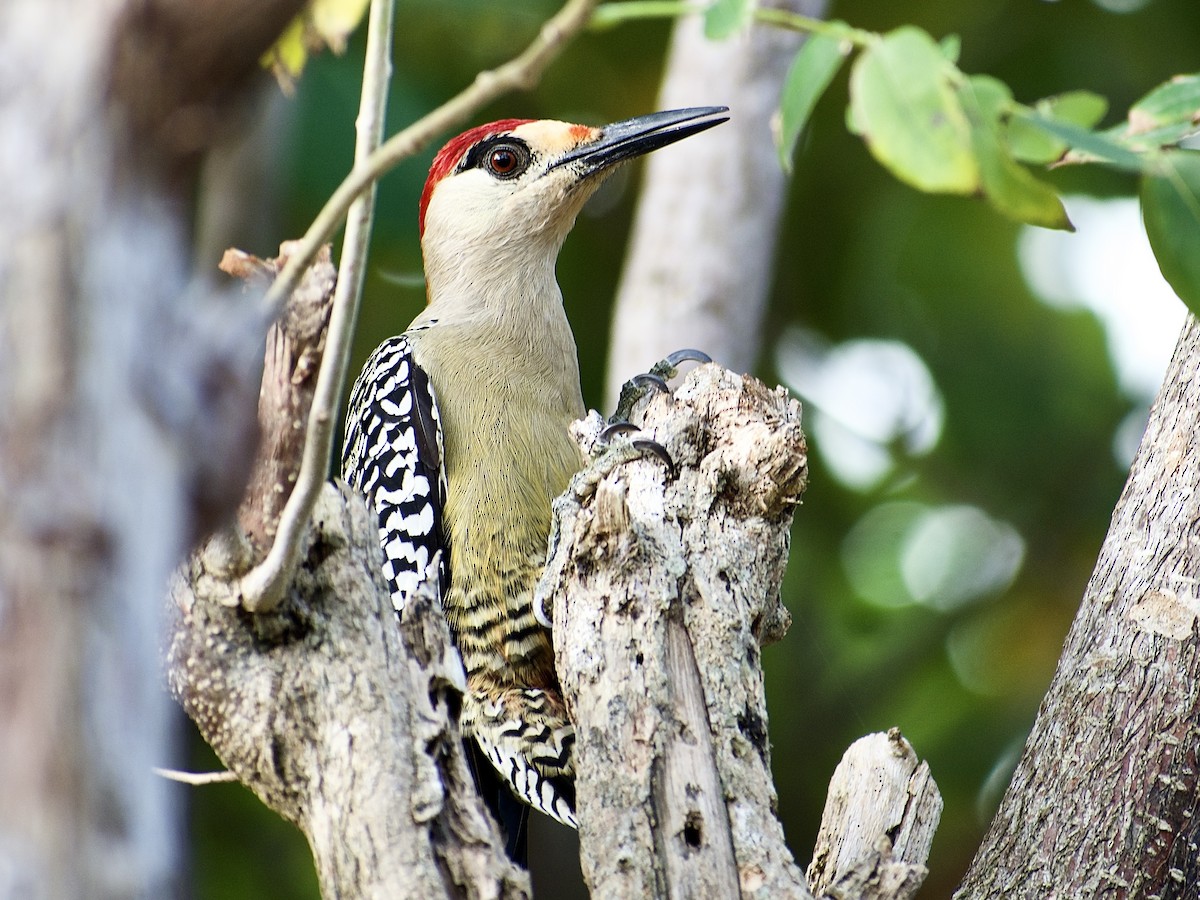 West Indian Woodpecker - ML537386511