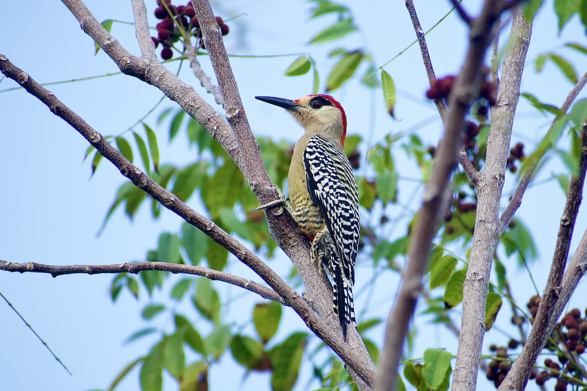 West Indian Woodpecker - Roberto Jovel