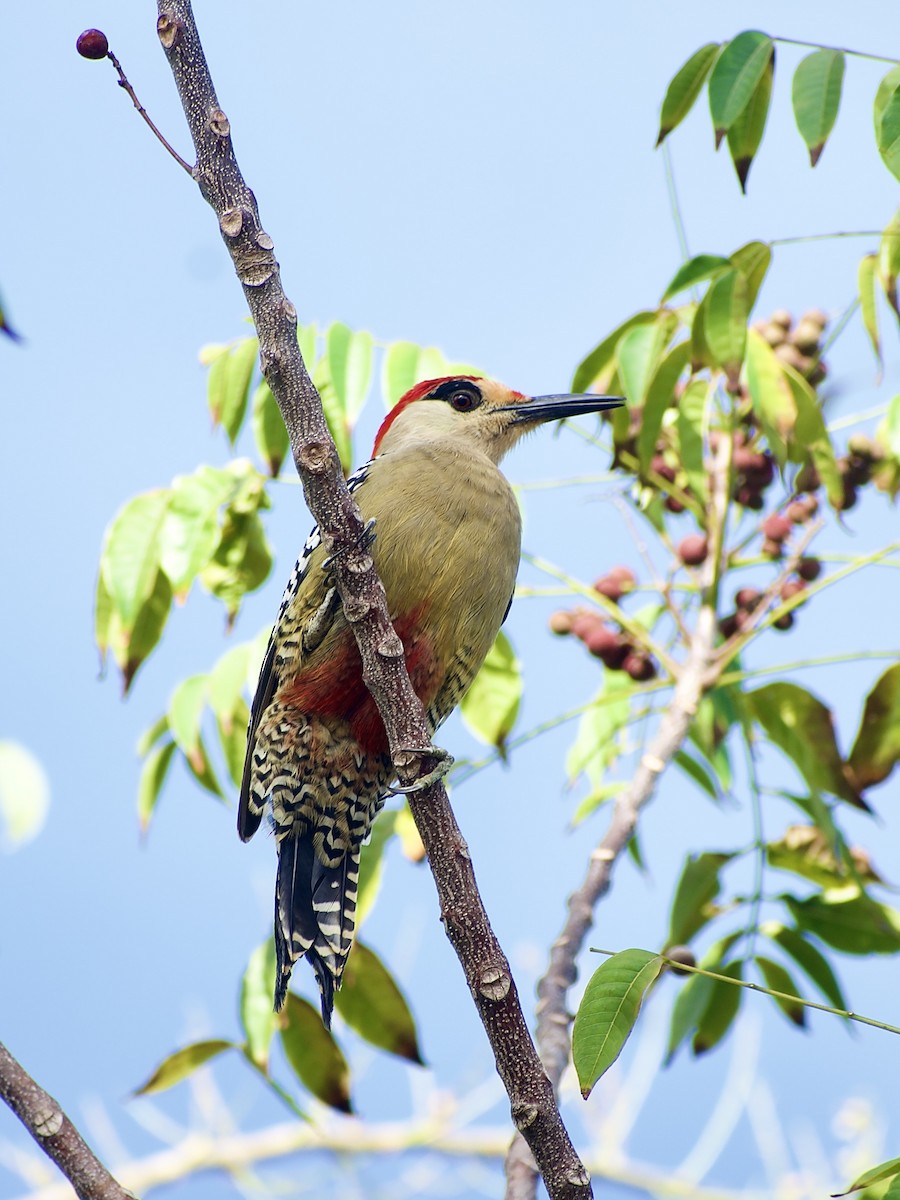 West Indian Woodpecker - ML537386801