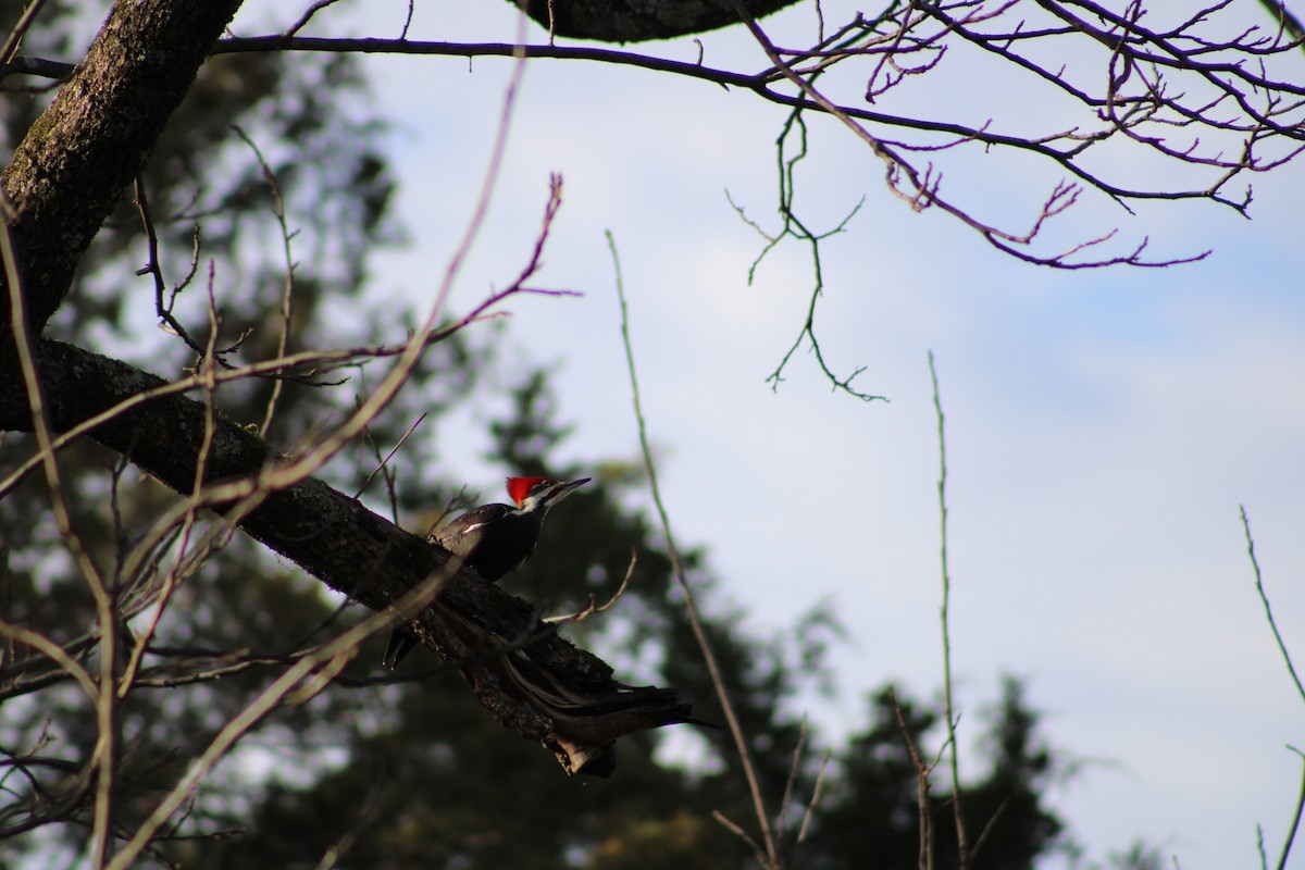 Pileated Woodpecker - ML537387031