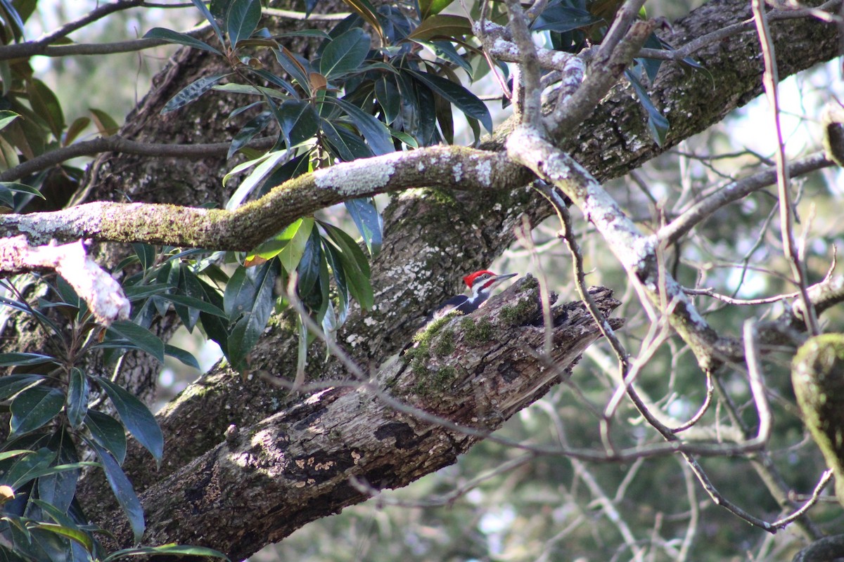 Pileated Woodpecker - ML537387081