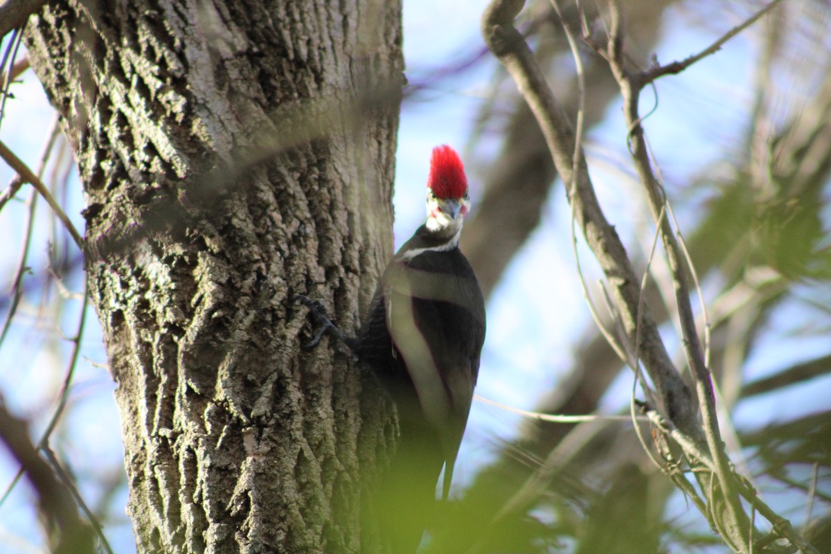 Pileated Woodpecker - ML537387601