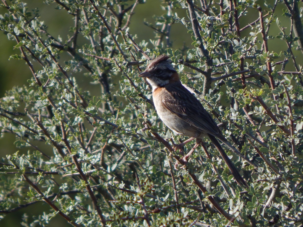 Rufous-collared Sparrow - Bautista Cerminato