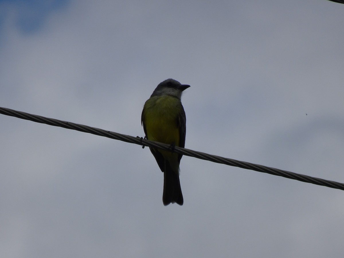 Tropical Kingbird - Adrian Gonzalez