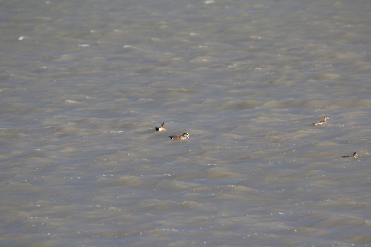 American Wigeon - ML537389491