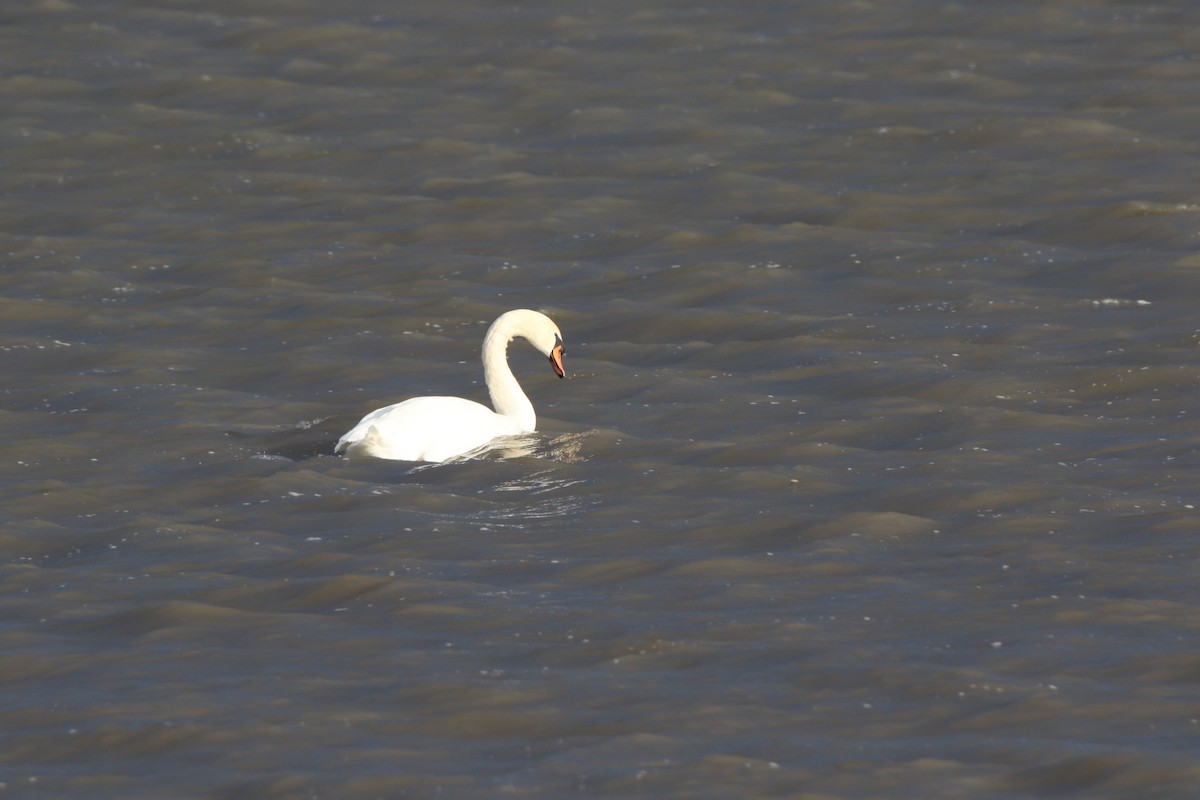 Mute Swan - ML537389981