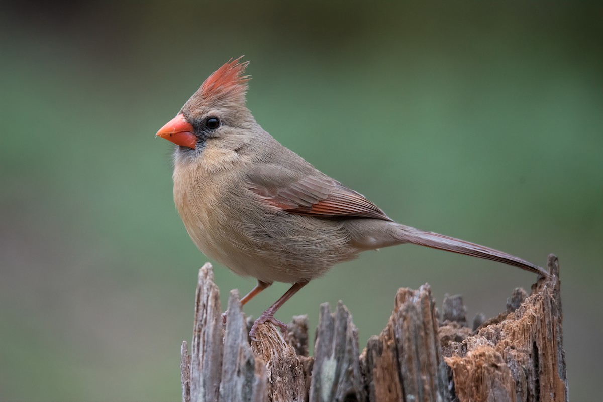 Northern Cardinal - ML537391481