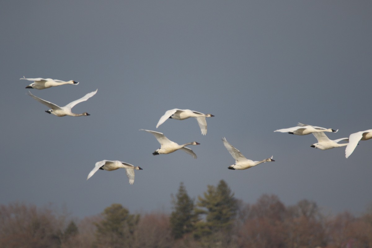 Tundra Swan - ML537391561