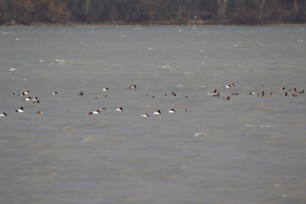 Canvasback - ML537391641