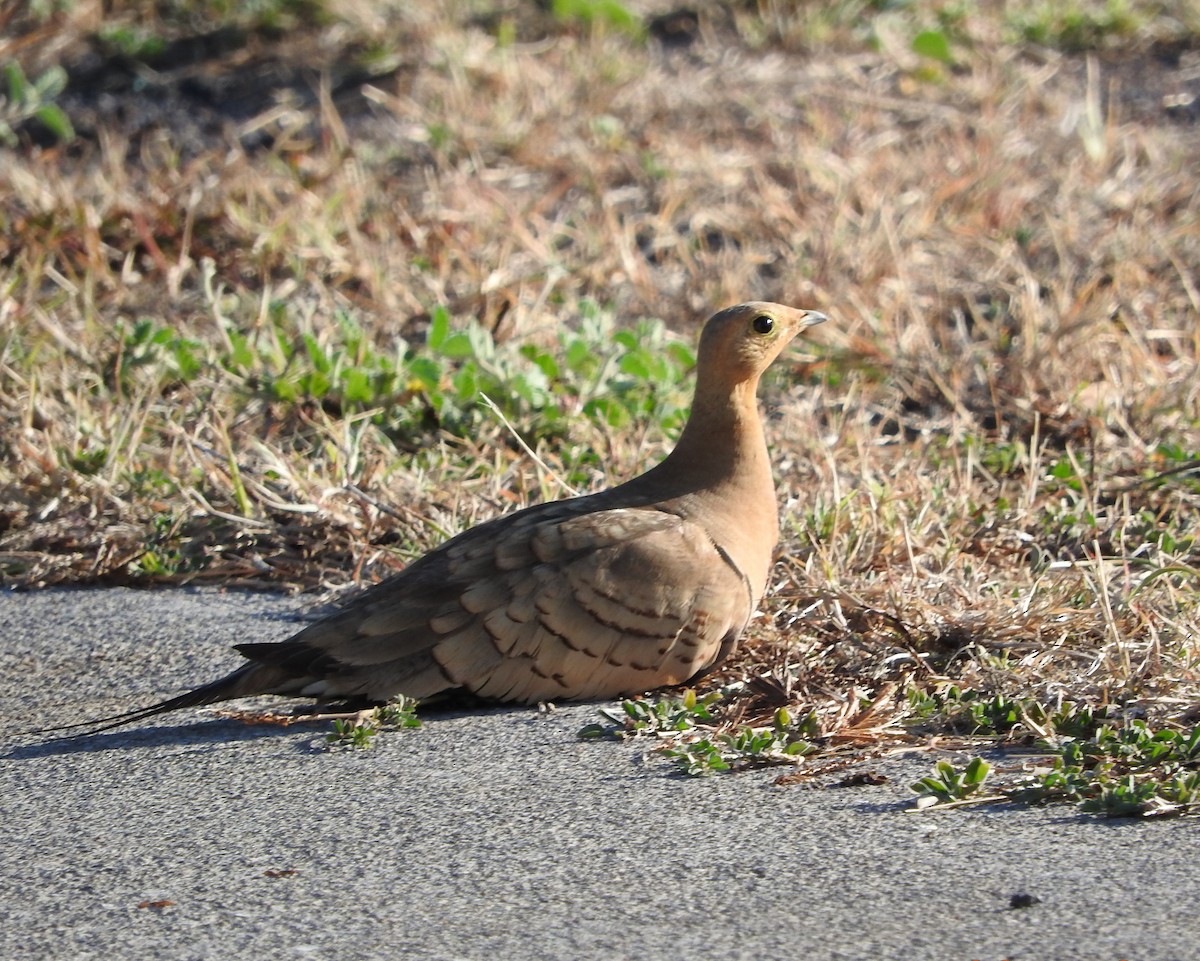 Chestnut-bellied Sandgrouse - Curt Hofer