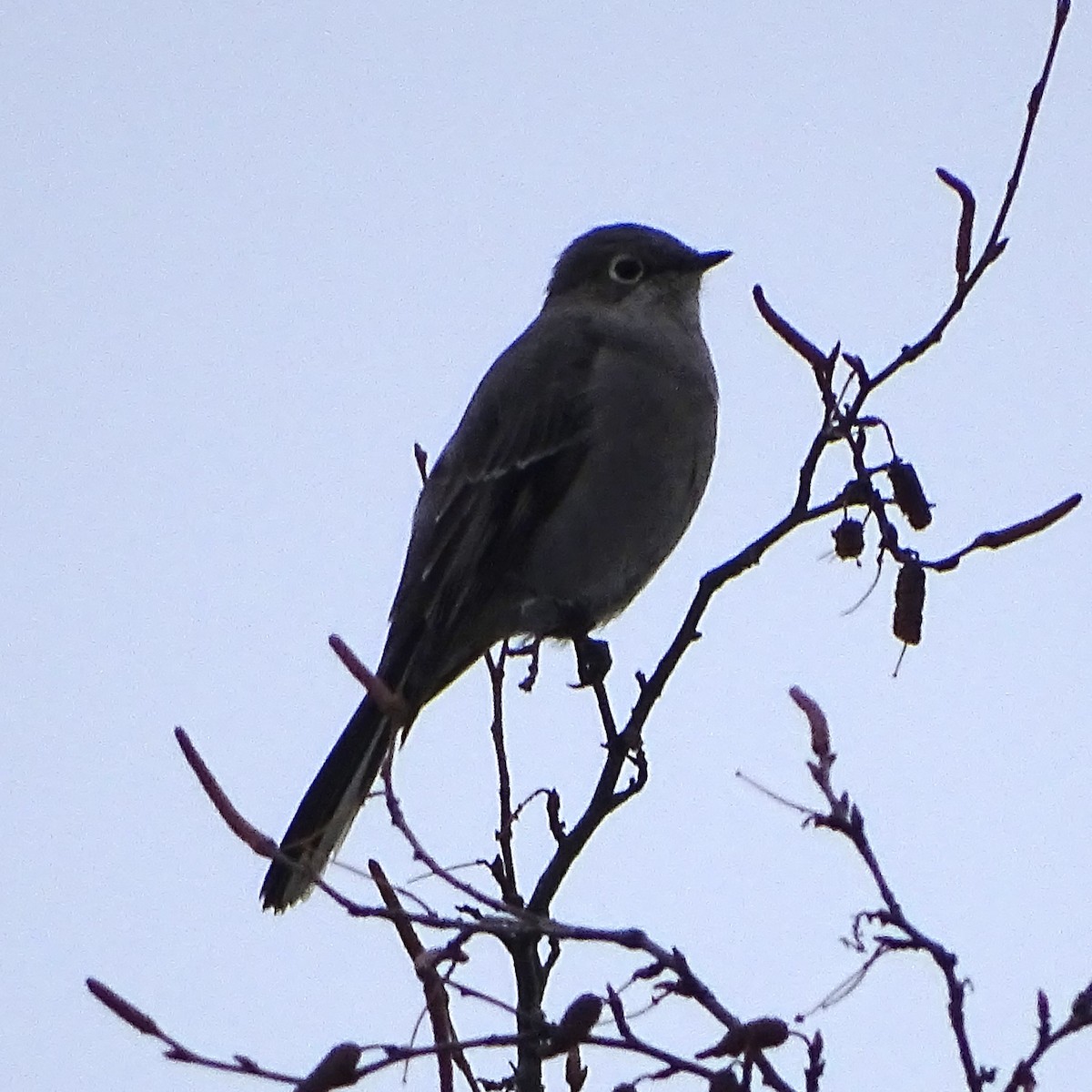 Townsend's Solitaire - ML537395071