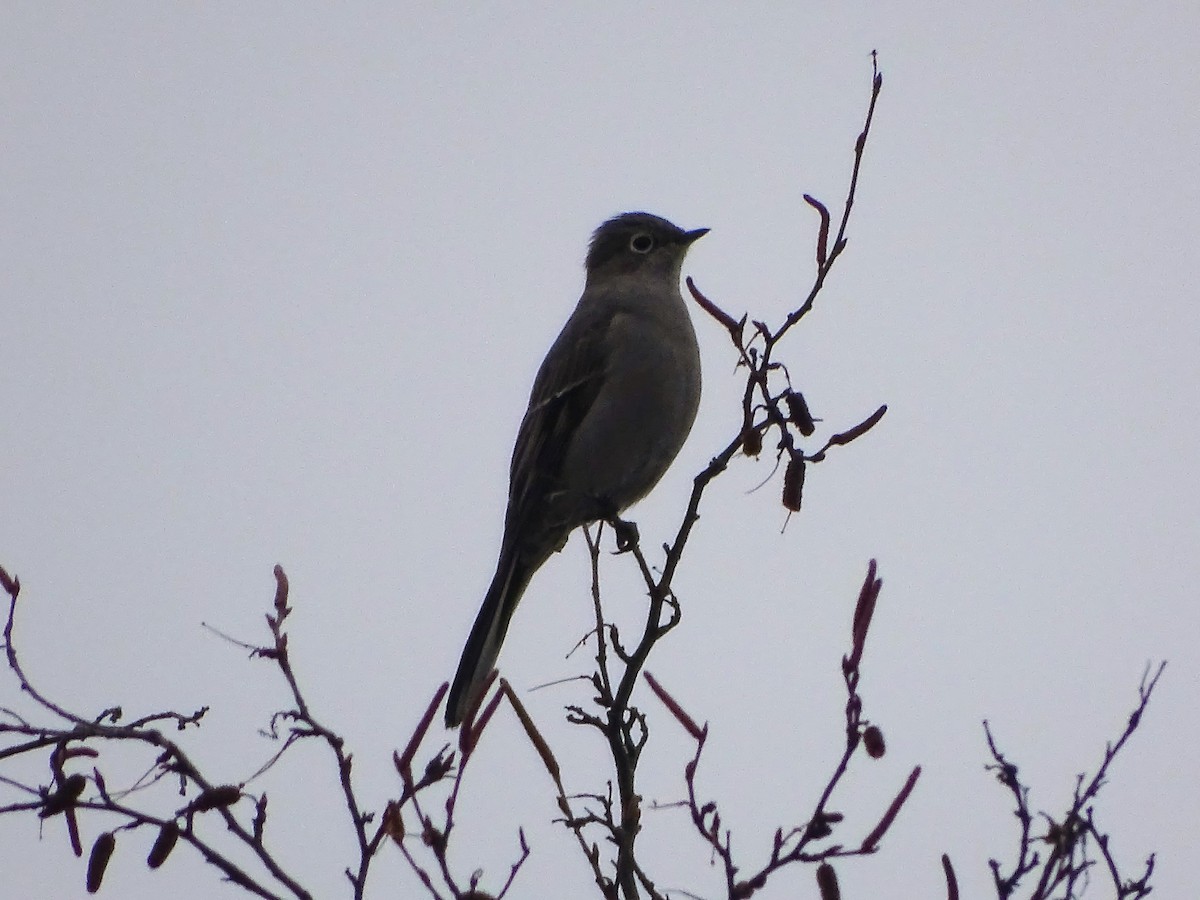 Townsend's Solitaire - ML537395081