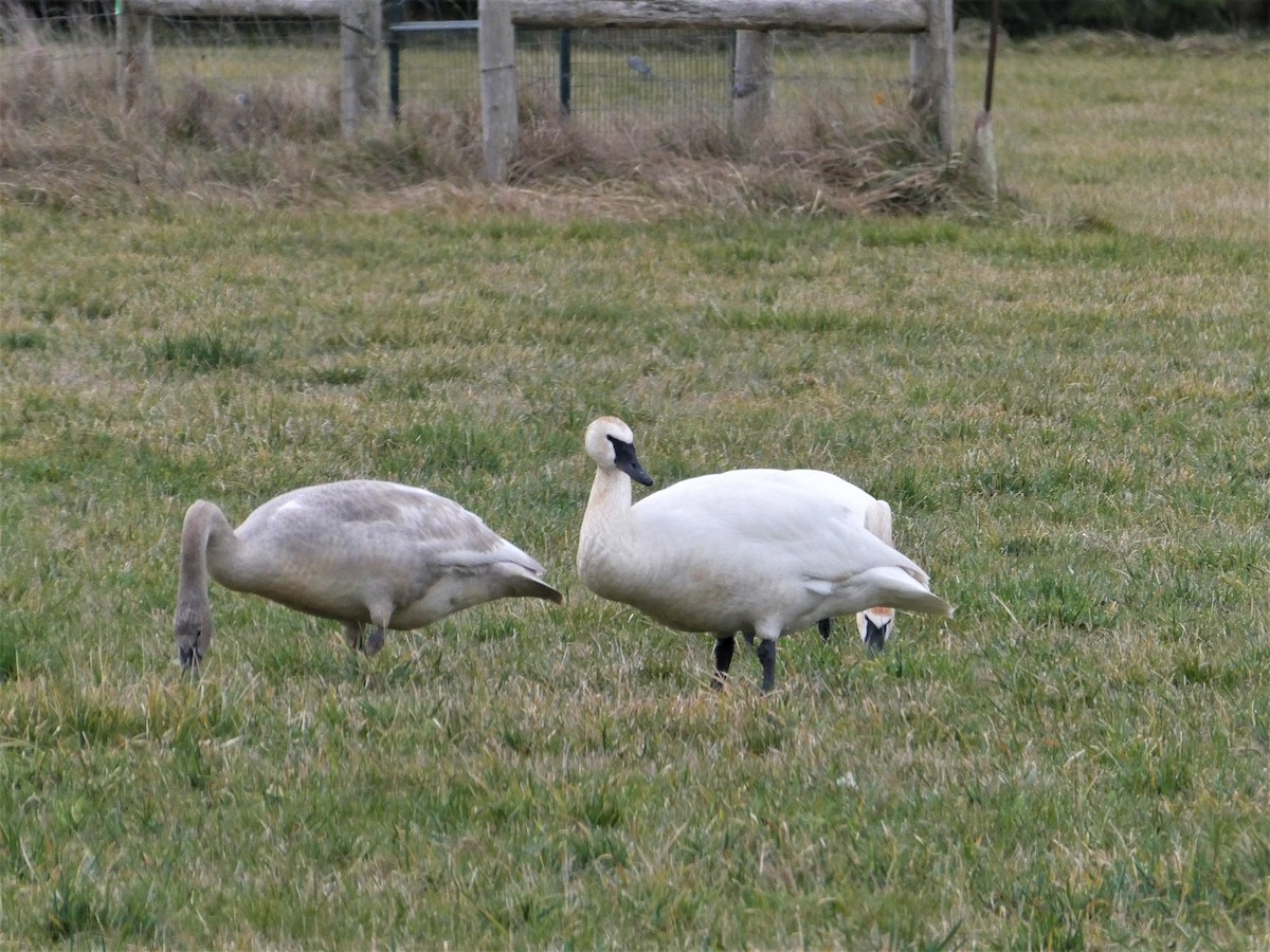 Trumpeter Swan - ML537395221