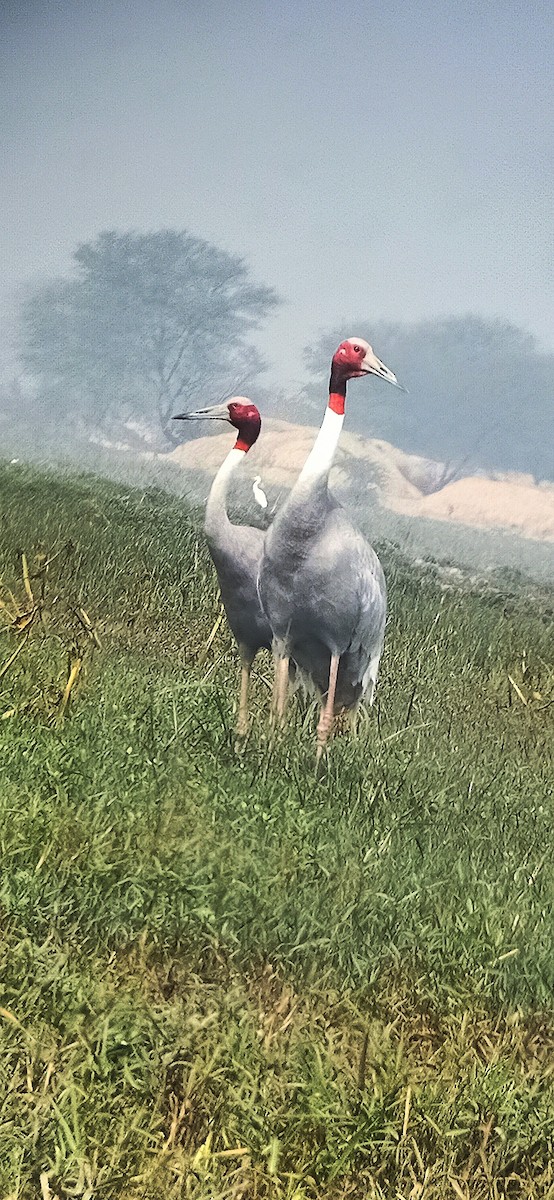 Sarus Crane - ML537395921