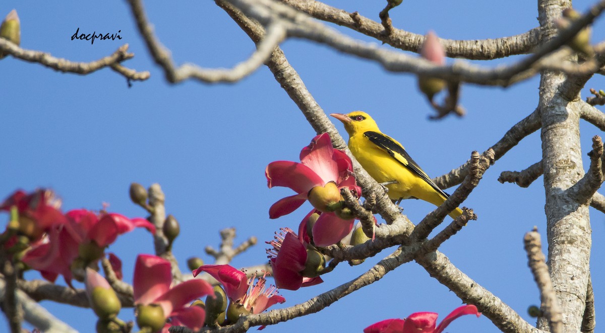 Indian Golden Oriole - ML537395931