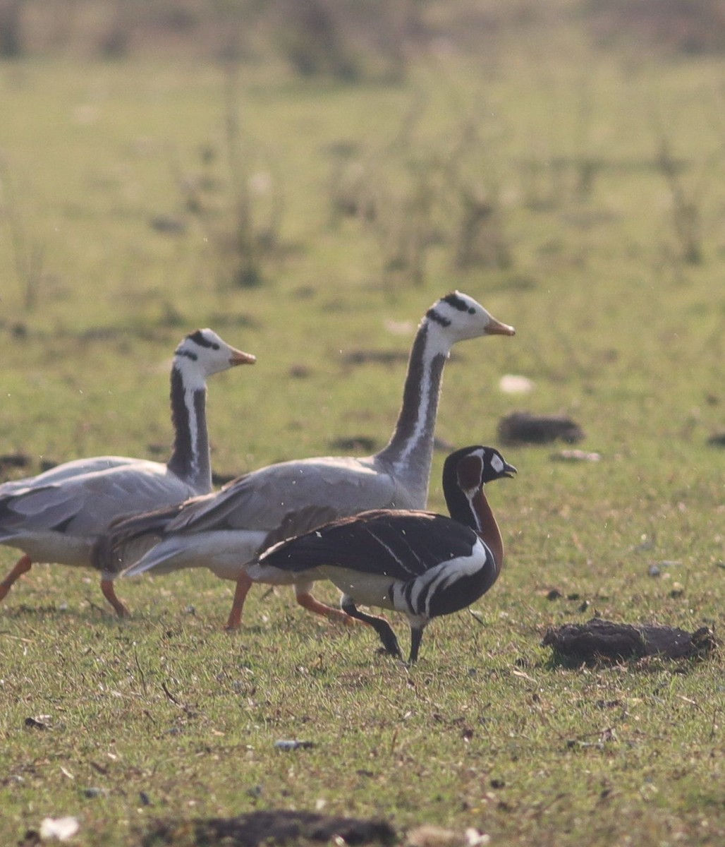 Red-breasted Goose - Kaajal Dasgupta