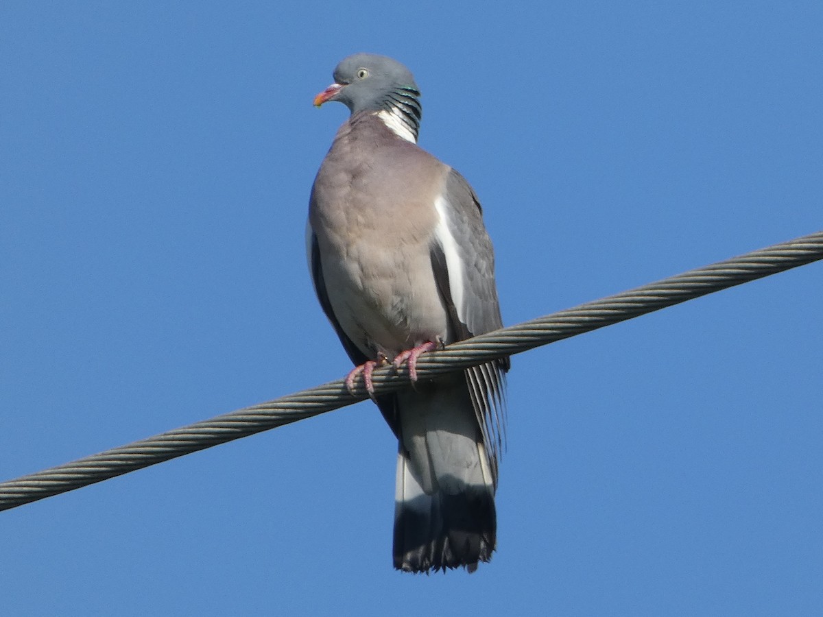 Common Wood-Pigeon - ML537396651